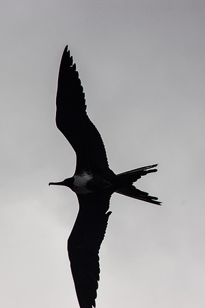 Frigate Bird-Manta, Ecuador