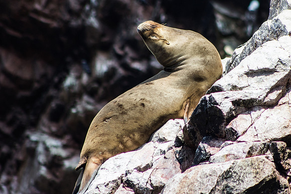 Sea Lion