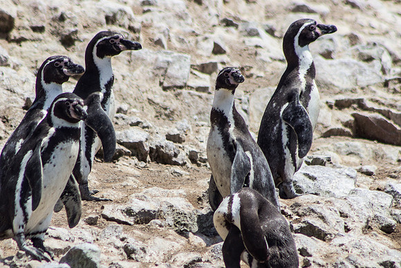 Humboldt Penguins