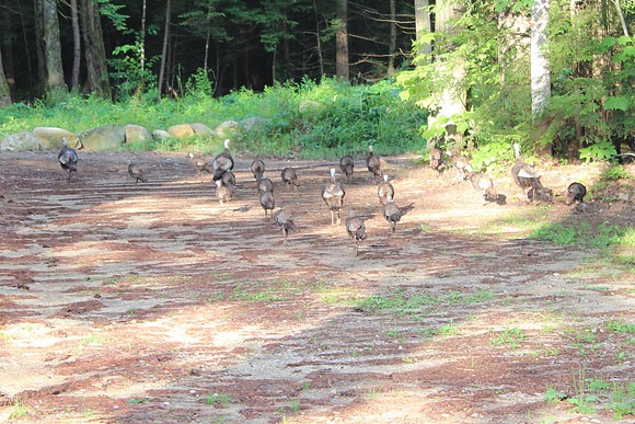 Wild Turkeys, 2012