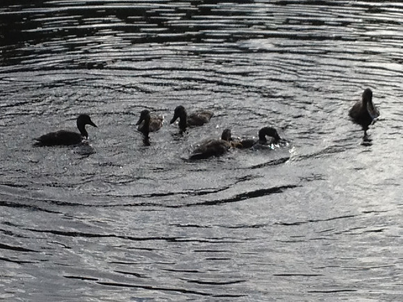 Black Ducks, 2012