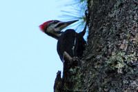 Pileated Woodpecker, 2012