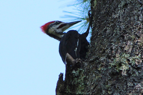 Pileated Woodpecker, 2012