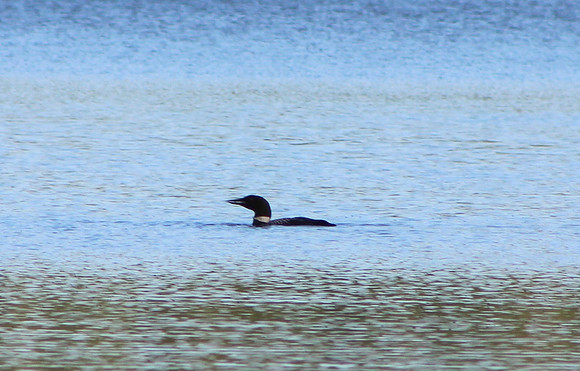 Loon, 2012