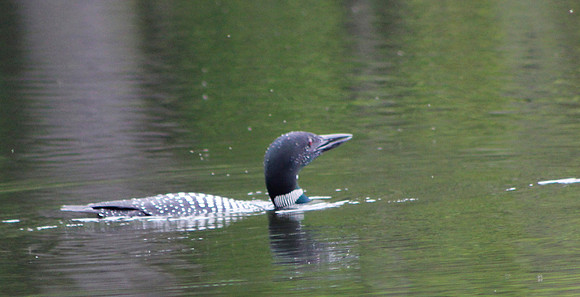 Loon, 2013