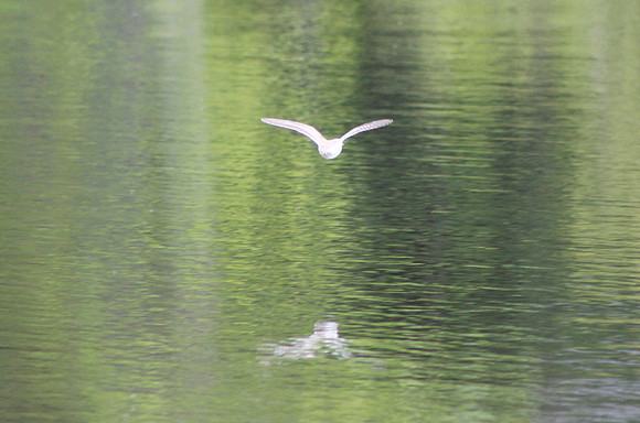 plover?, May 2013