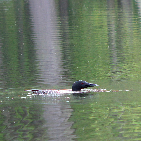 Loon, 2013