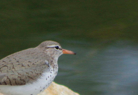 Plover?, May 2013