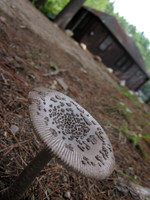 Mushroom, 2011