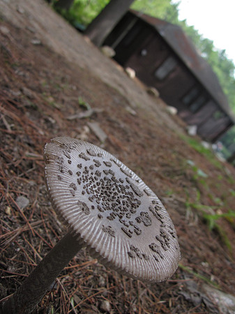 Mushroom, 2011