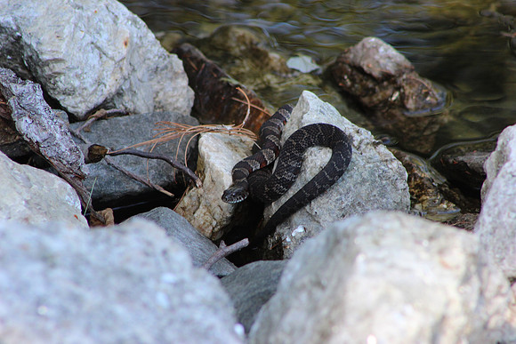 Benjamin's Water Snake, 2012