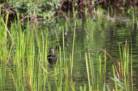 Black Duck, 2012