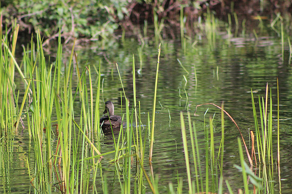 Black Duck, 2012