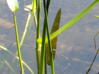 Dragonfly on Pickerel Weed, 2009