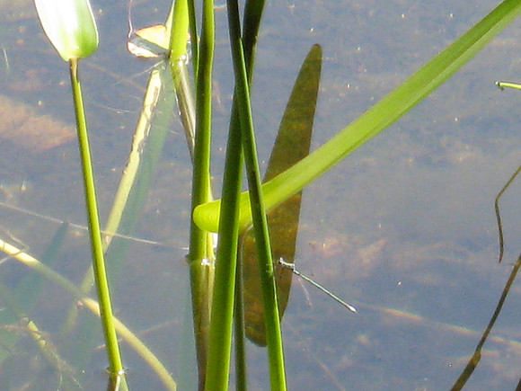 Dragonfly on Pickerel Weed, 2009