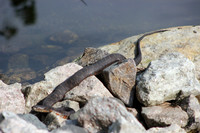 Benjamin's Snake, 2012
