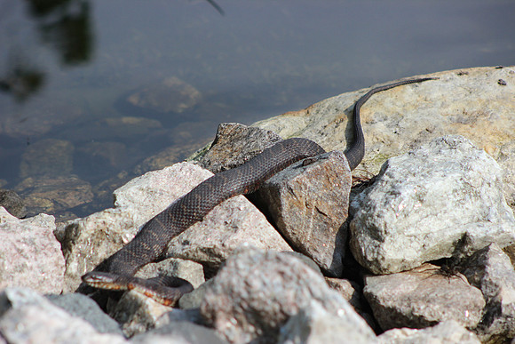 Benjamin's Snake, 2012