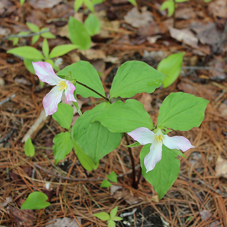 Trillium, May 2013