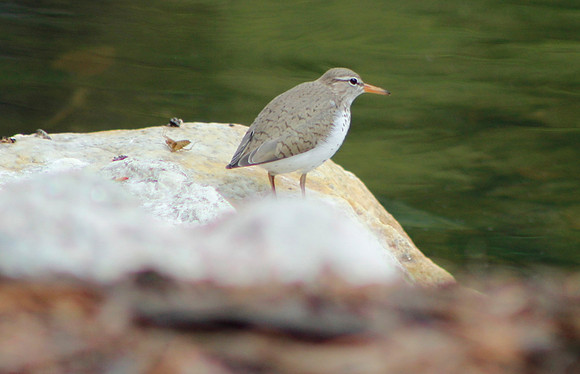Plover?  May 2013
