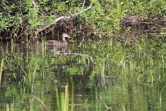 Black Duck, 2012