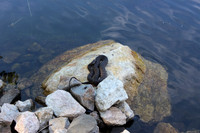 Benjamin's Water Snake, 2012