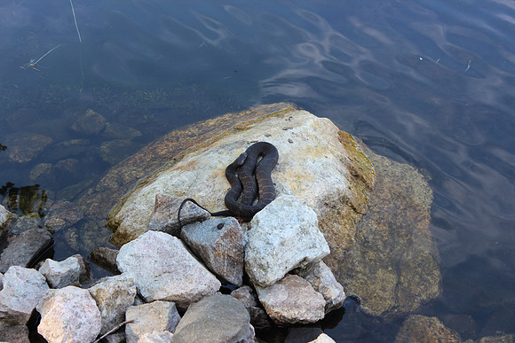 Benjamin's Water Snake, 2012