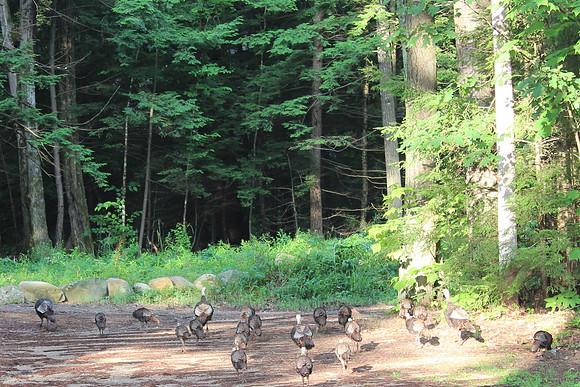Wild Turkeys, 2012