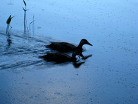 Black Duck, 2010
