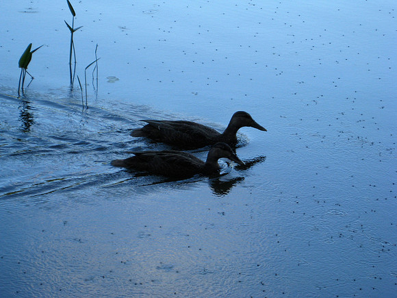 Black Duck, 2010