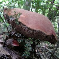 Mushroom, 2011