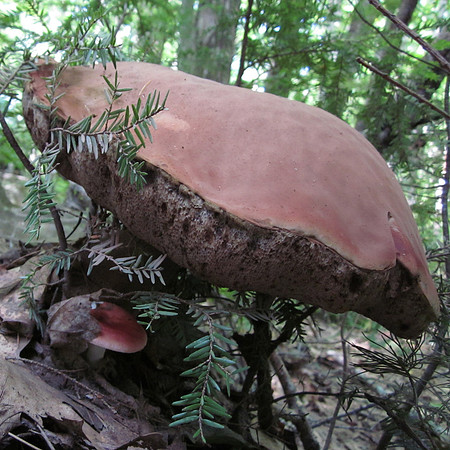 Mushroom, 2011