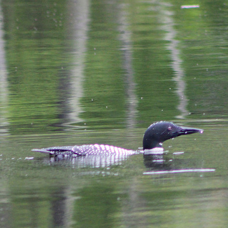 Loon, 2013