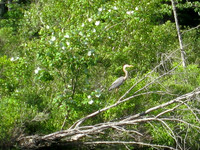 Great Blue Heron, Lily Bay, 2009