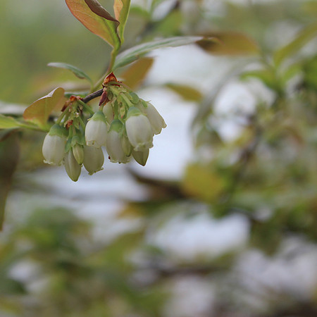 Native Tall Bush Blueberries, May 2013