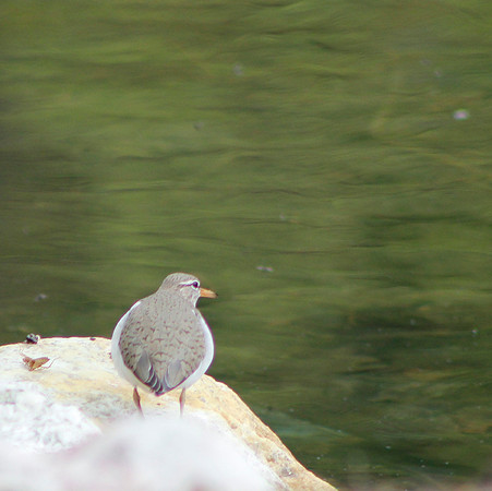 Plover? May, 2013