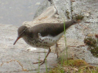 Spotted Sandpiper, 2009