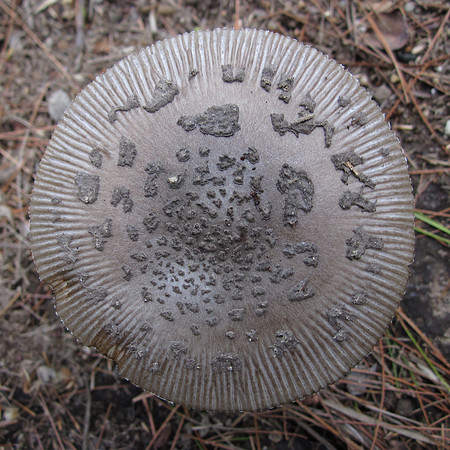 Mushroom, 2011