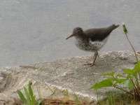 Spotted Sandpiper, 2009
