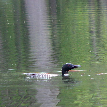 Loon, 2013