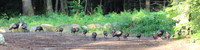 Wild Turkey, 2012