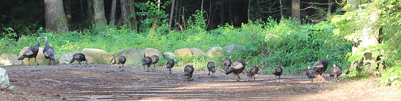 Wild Turkey, 2012