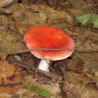 Mushroom, 2011