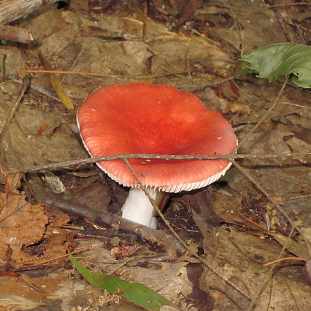 Mushroom, 2011