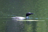 Loon, 2012