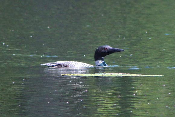 Loon, 2012