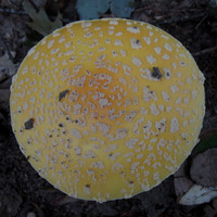 Mushroom, 2011