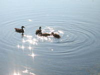 Black Ducks, 2007