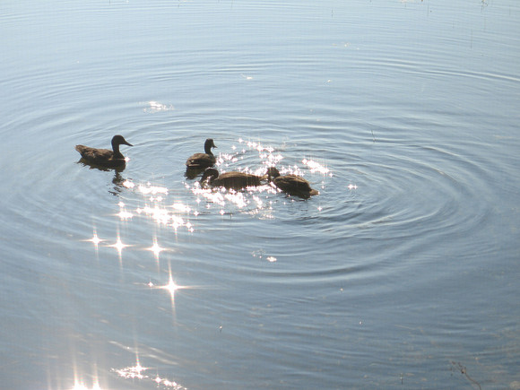 Black Ducks, 2007