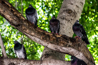 Mazatlan Pigeons