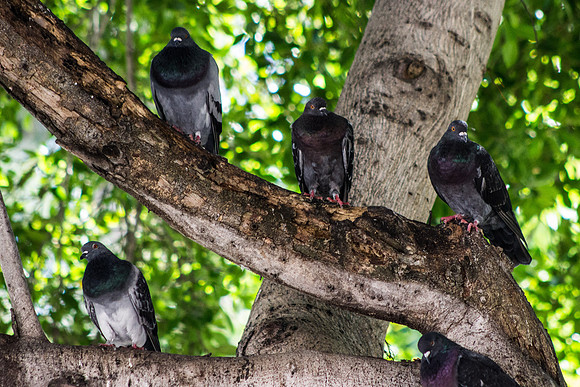 Mazatlan Pigeons